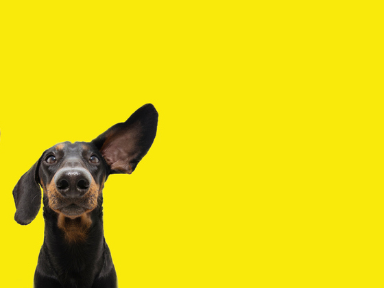 Eight tips to boost active listening in university students