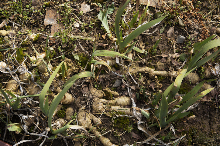 Rhizocrit: Rhizomatic learning and critical digital pedagogy in the post-digital age