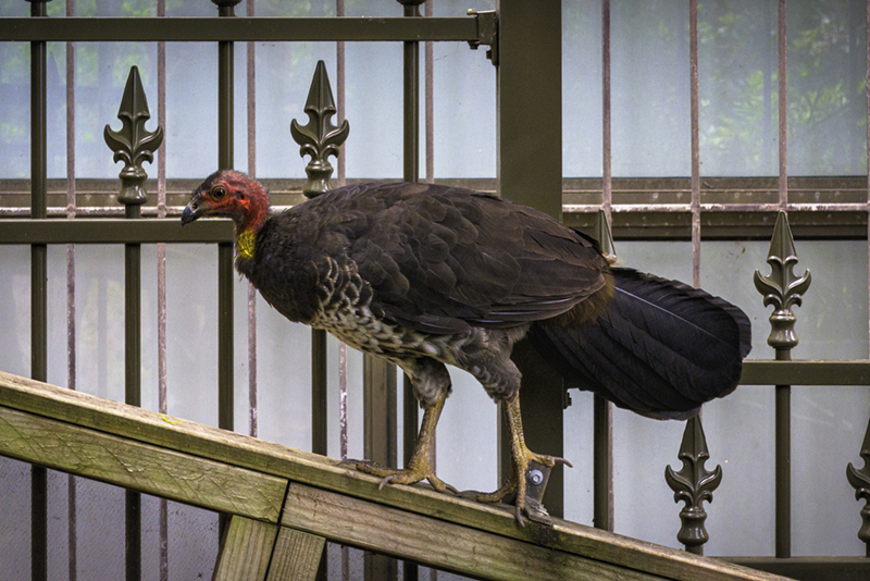 What bush turkeys can teach us about adaptability at work