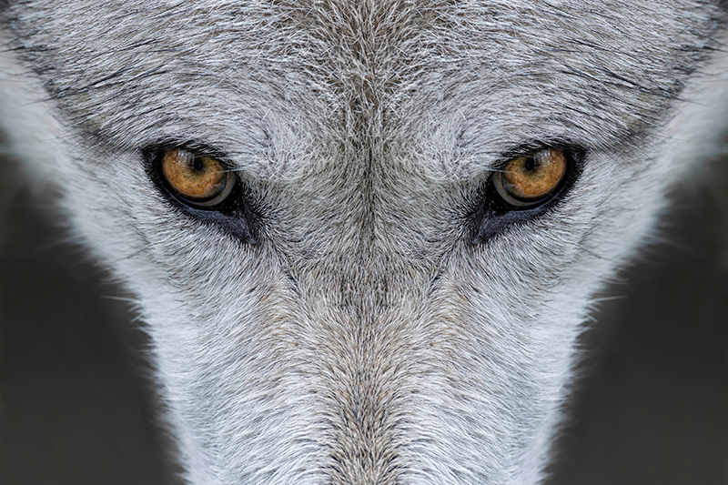 Why the ‘lone wolf’ principal investigator no longer works in modern academia