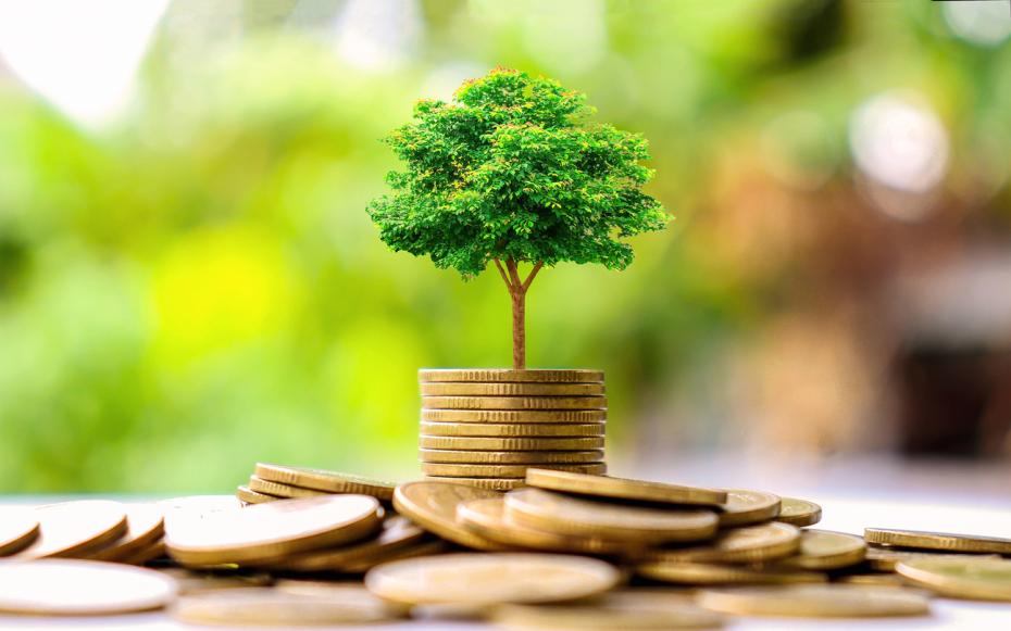 Pile of gold coins with a tree growing out of it