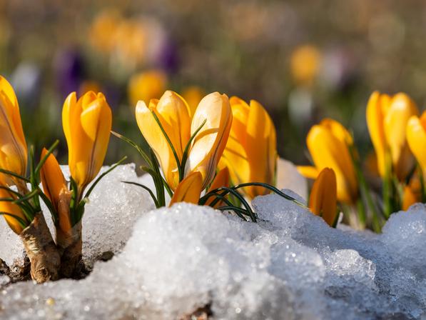 Yellow crocuses growing through snow