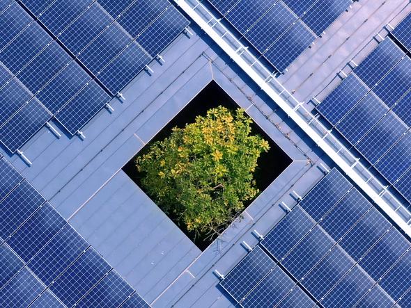 A tree grows between solar panels