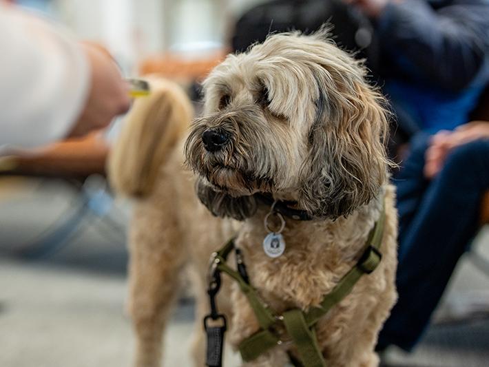 Coco the Therapy dog in the Templeman Library on University of Kentcampus