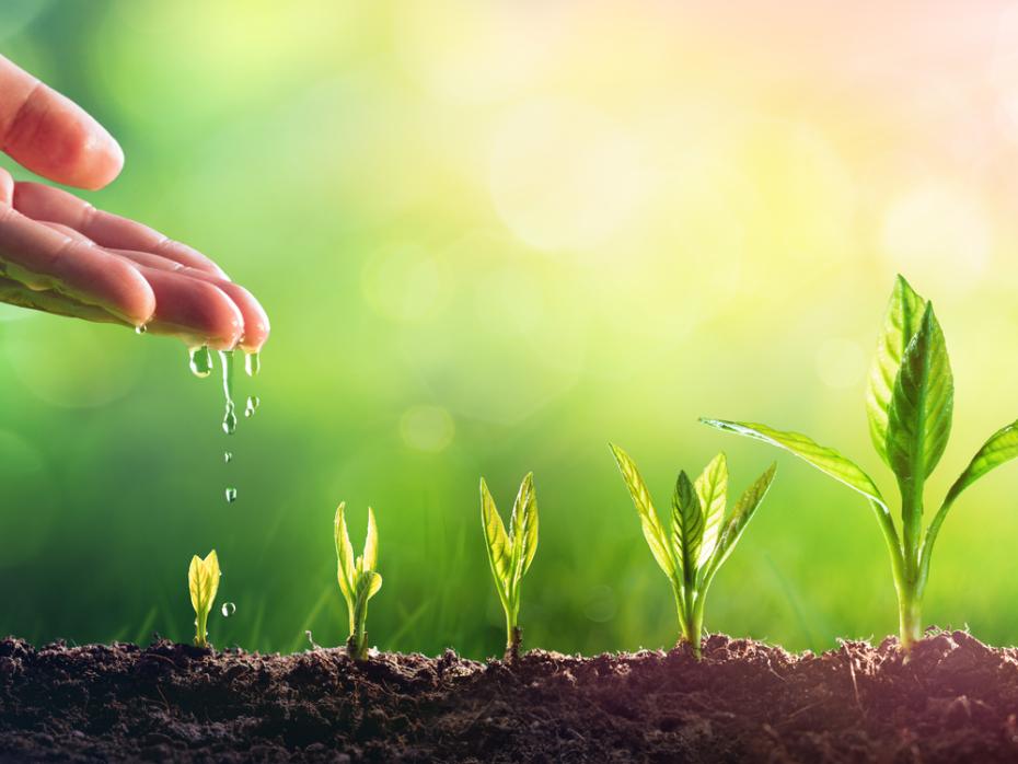 A hand watering some plants