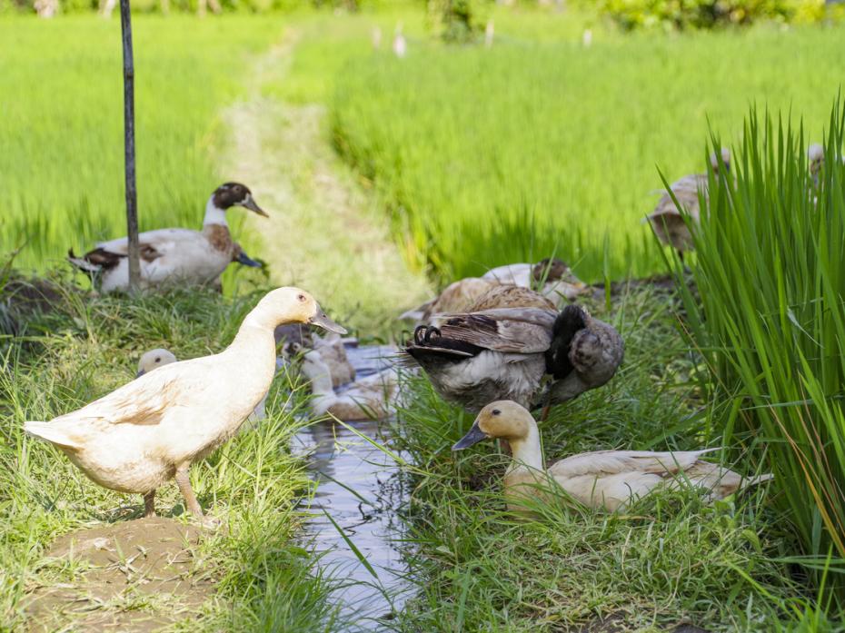 Ducks in a rice field