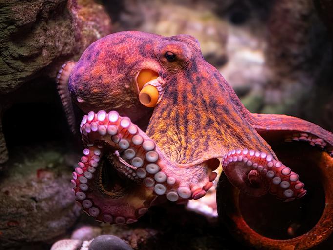 An octopus