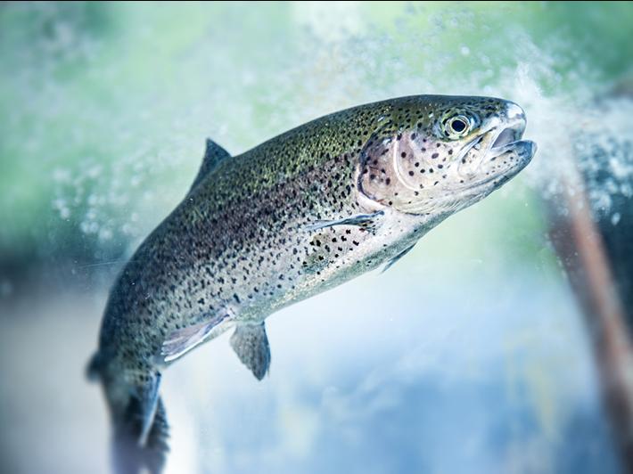 Trout in a river