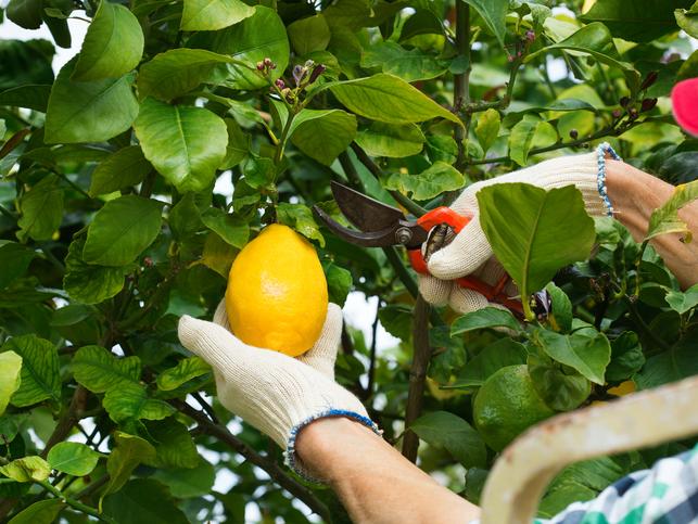 A farmer prunes a lemon tree