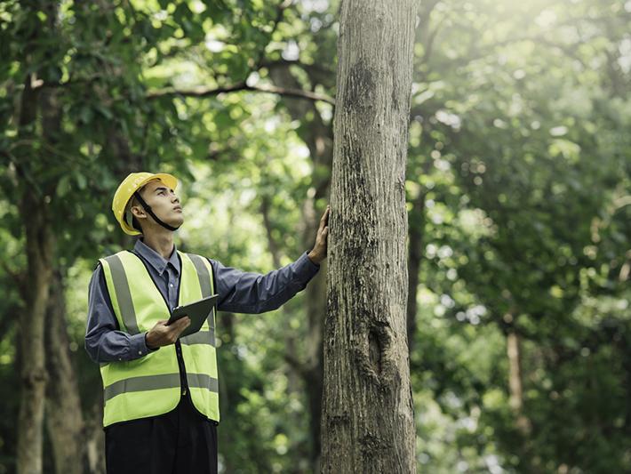 Male forestry officer in high-visibility gear looking at a tree