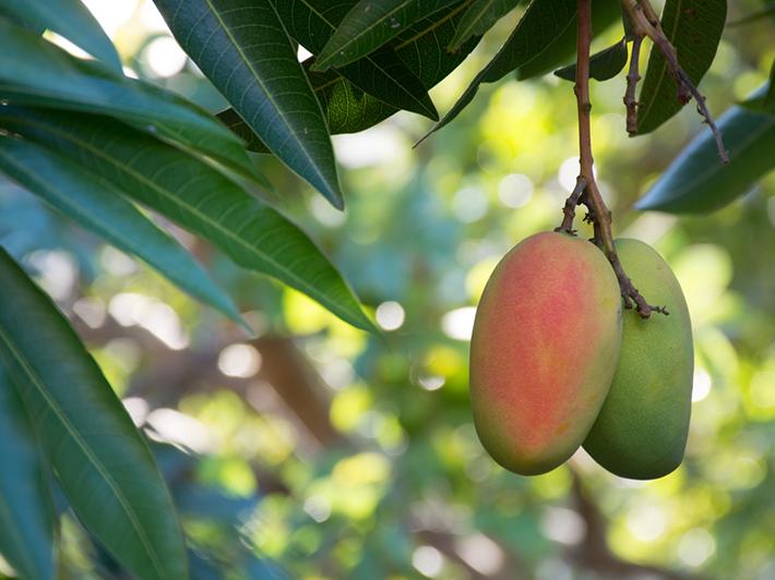 Mangoes on a tree