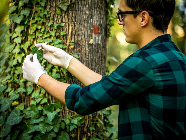 Male biologist studying ivy