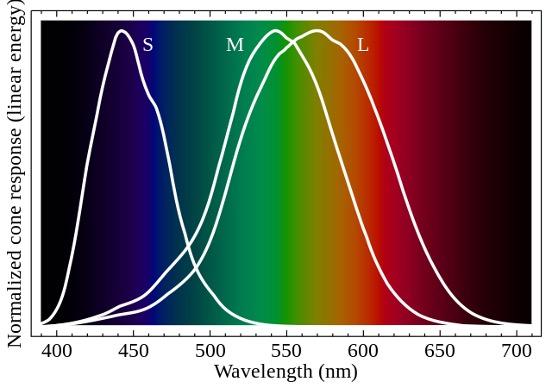 Line graph illustrates that the short-wavelength, S cone mainly covers blue colours, the medium-wavelength, M cone mainly covers shades of green and yellow colours, the long-wavelength, L cone mainly covers green, yellow, and red colours.