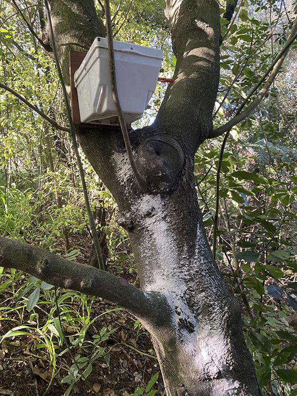 Bird box, part of University of Canterbury biodiversity strategy