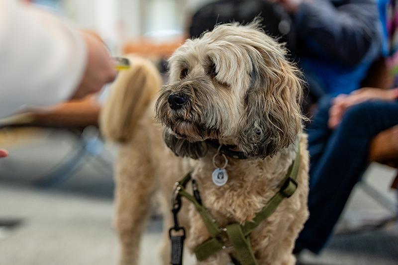 Coco the Therapy dog in the Templeman Library on University of Kentcampus