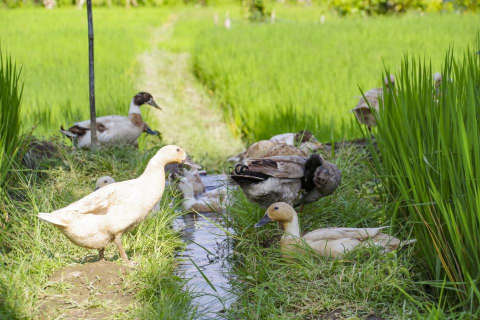 Ducks in a rice field