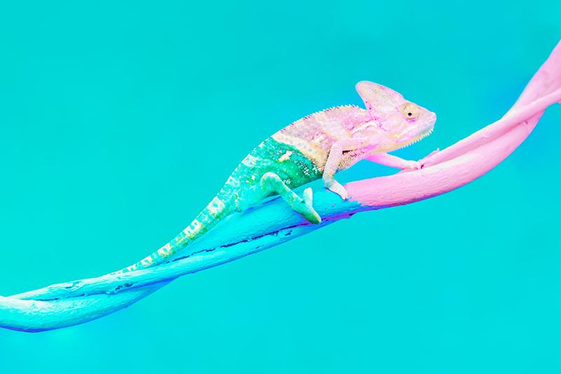 Chameleon illustrating change 