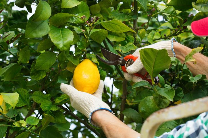 A farmer prunes a lemon tree