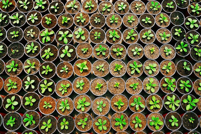 Overhead image of seedlings in pots