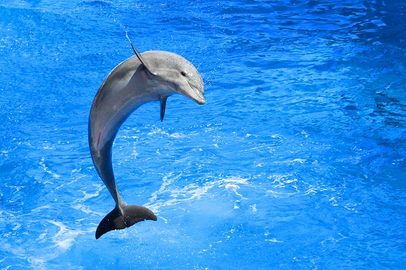 Dolphin jumping