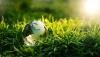 A globe nestles in green grass