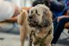 Coco the Therapy dog in the Templeman Library on University of Kentcampus