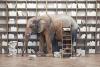 Illustration of an elephant in a library