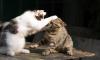 Kittens fight each other