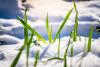 New shoots in snow