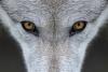 Close up of wolf